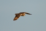 Short-eared-Owl-In-Flight_3.jpg