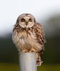 Short-eared-Owl_36362.jpg