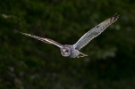 Short-eared-Owl_36375.jpg