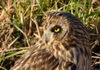 Short-eared-Owl_72164a.jpg