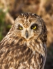 Short-eared-Owl_72179.jpg