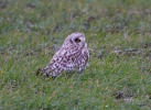 Short-eared-Owl_8620.jpg