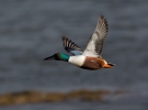 Shoveler-Male_5D_09049.jpg