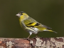 Siskin_5D_02546.jpg