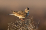 Skylark_5D3_42870.jpg