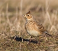 Skylark_74010.jpg