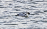 Smew-Male_14681.jpg