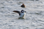 Smew-Male_14888.jpg