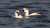 Smew-Male_20233.jpg