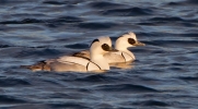 Smew-Male_20372.jpg