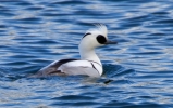 Smew-Male_21745.jpg