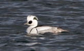 Smew-Male_21909.jpg