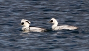 Smew-Male_21930.jpg