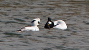 Smew-and-Goldeneye.jpg