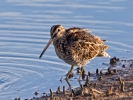 Snipe_52711.jpg