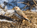 Snow-Bunting_16989.jpg