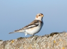 Snow-Bunting_5D_34014.jpg