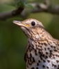 Song-Thrush_5D_12882.jpg