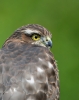 Sparrowhawk_5D_24352.jpg