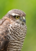 Sparrowhawk_5D_24393.jpg