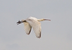 Spoonbill-In-Flight_14206.jpg