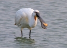 Spoonbill_49995.jpg