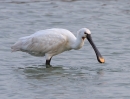 Spoonbill_50033.jpg