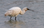 Spoonbill_50061.jpg