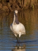 Spoonbill_59220.jpg