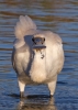 Spoonbill_59235.jpg