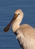 Spoonbill_59296.jpg