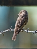 Spotted-Flycatcher_49132.jpg