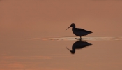 Spotted-Redshank_5D_28665.jpg