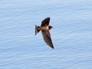 Swallow-In-Flight_9487.jpg