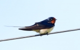 Swallow_27232.jpg