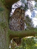 Tawny-Owl_6458.jpg