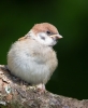 Tree-Sparrow-Juv_5D_15555.jpg
