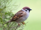 Tree-Sparrow_26009.jpg