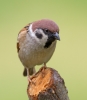 Tree-Sparrow_26088.jpg