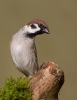 Tree-Sparrow_5D_43096.jpg