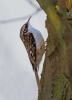 Treecreeper_14349.jpg