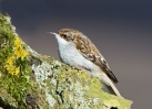 Treecreeper_5D_03328.jpg