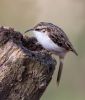 Treecreeper_5D_03367~0.jpg