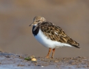 Turnstone_63484.jpg