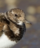 Turnstone_63509.jpg