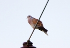 Turtle-Dove_30880.jpg