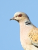 Turtle-Dove_32321.jpg