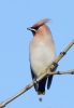 Waxwing_68596.jpg