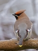 Waxwing_71703.jpg