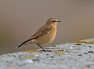 Wheatear-Juv_58834.jpg